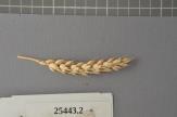 Click for 1 image(s) for this accession. Spike